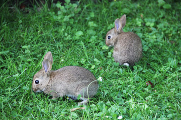 Baby rabbits in grass