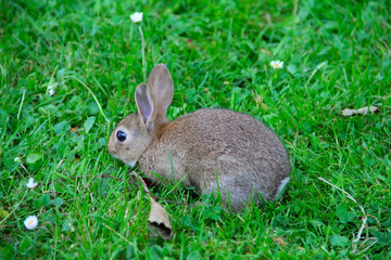 Baby rabbit in grass