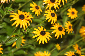 Yellow daisies on a rainy day
