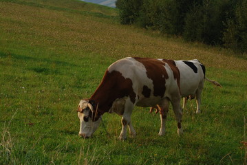 Pogorze Jasielskie, Uroczysko "Obozysko". © M. G. Koperkiewicz