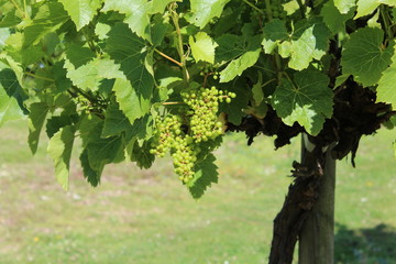 Fototapeta premium Grape Vine 