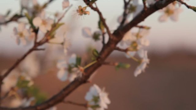 Piccoli fiori bianchi appena sbocciati in primavera su un albero mossi dal vento.