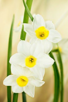 Daffodil, Jonquil, Daffodils, Narcissus 