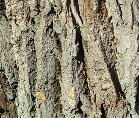 the structure of the bark of a large tree closeup