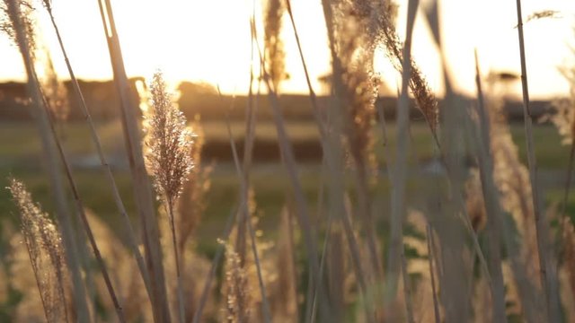 Lunghe spighe in una palude in campagna al tramonto mosse dal vento al tramonto.