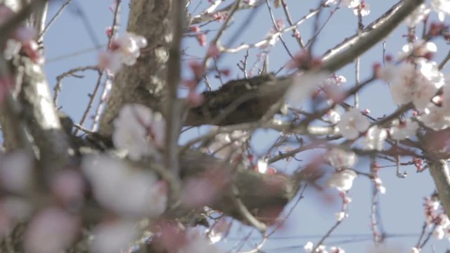 Piccoli fiori rosa su rami secchi di un albero appena sbocciati in primavera.