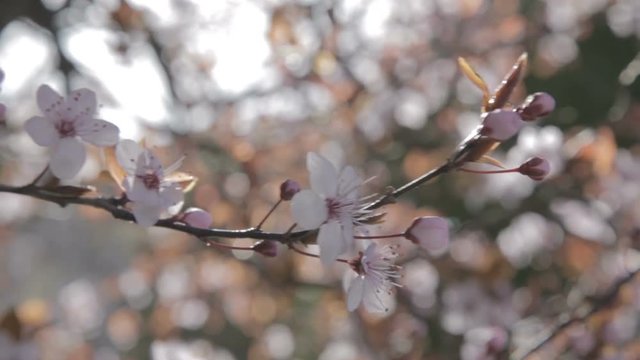 Piccoli fiori rosa su rami secchi di un albero appena sbocciati in primavera.