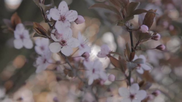 Piccoli fiori rosa su rami secchi di un albero appena sbocciati in primavera.