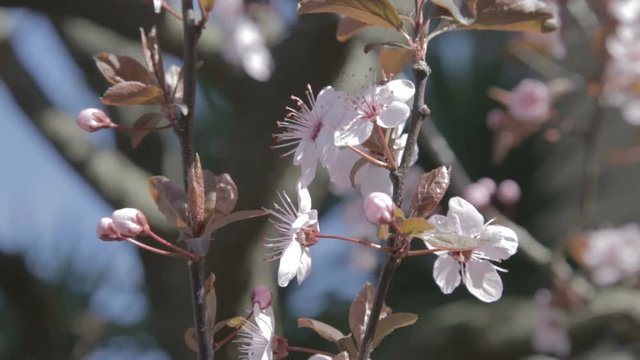 Piccoli fiori rosa su rami secchi di un albero appena sbocciati in primavera.