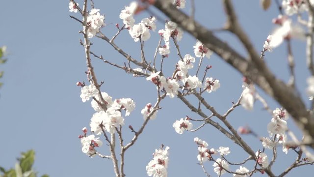 Piccoli fiori rosa su rami secchi di un albero appena sbocciati in primavera.