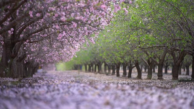 garden with blooming peach trees, spring day