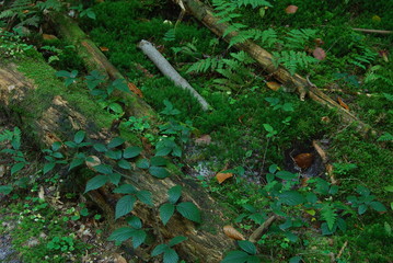 Roztoczanski Park Narodowy.