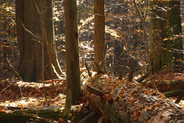Roztoczanski Park Narodowy.