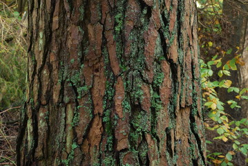 Roztoczanski Park Narodowy.