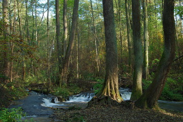 Park Krajobrazowy Puszczy Solskiej © M. G. Koperkiewicz