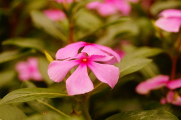 Fototapeta premium Red flowers and plants landscape