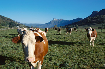 Fototapeta na wymiar Flock of cows