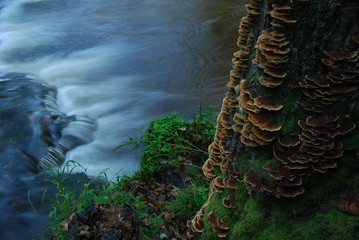 Park Krajobrazowy Puszczy Solskiej