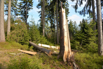 Fototapeta na wymiar Sturmschäden im Wald Baum Fichte