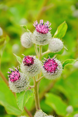Flowering Great Burdock (Arctium lappa)