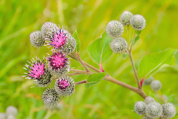 Flowering Great Burdock (Arctium lappa)