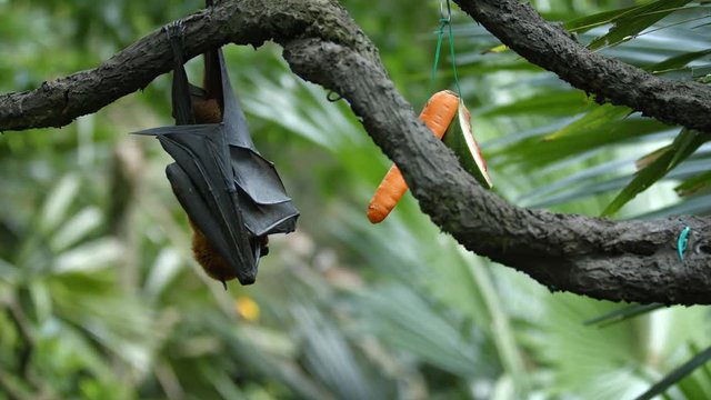 Large Flying Fox Hangs Upside Down