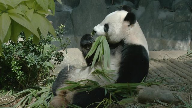Panda eats bamboo leaves and shoots