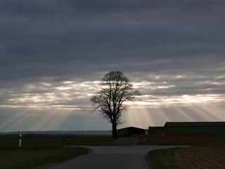 Campagne_matin