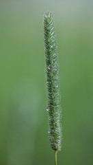 Timothy Grass