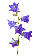 Blue bell flower_7