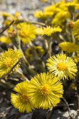 Coltsfoot (Tussilago farfara)
