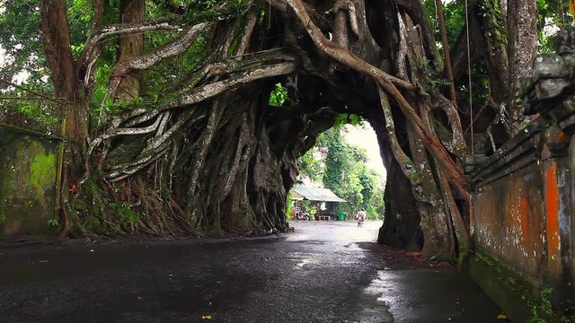 Bunut Bolong, Great huge tropical live green Ficus nature tree with tunnel arch of interwoven tree roots at the base for walking people, cars and other vehicles, Indonesia, Bali