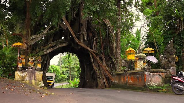 Bunut Bolong, Great huge tropical live green Ficus nature tree with tunnel arch of interwoven tree roots at the base for walking people, cars and other vehicles, Indonesia, Bali