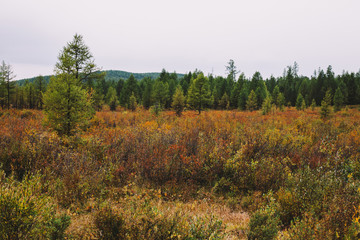 Fototapeta premium Colorful forest in the mountains