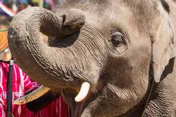 Thai elephant with cute naughty gesture