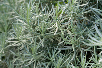 rosemary / Detail of a rosemary 