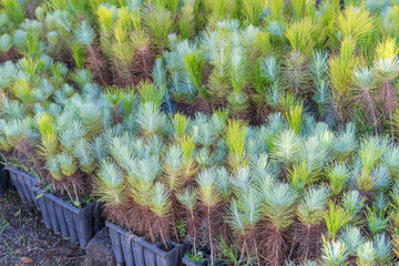 seedlings / Small seedlings of conifers 