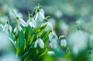 Beautiful snowdrops in spring forest