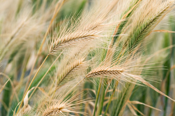 Field of dry spikelets of wheat