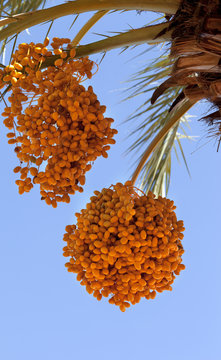 Date palm with bunches of ripening fruit