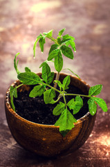 Young seedling tomato