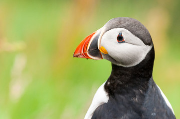 Puffin, close up, Norway
