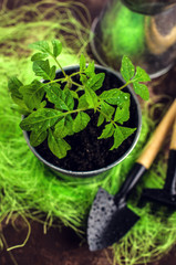 Young seedling tomato