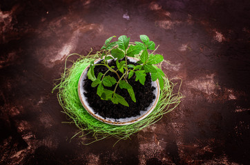 Young seedling tomato