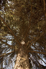 tree branch with needles