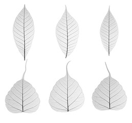 Set of decorative skeleton leaf