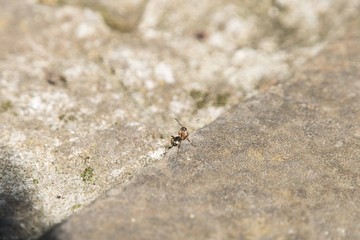 Ant walk on the street in Spring.