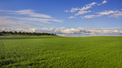 Fototapeta na wymiar Vista de prado verde y cielo azul con nubes