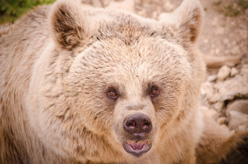 Fototapeta premium Ours