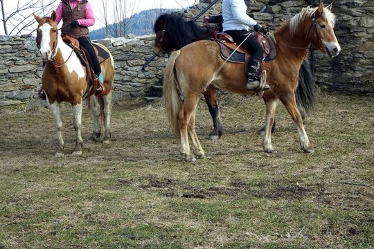 pferde auf dem schreckenberg